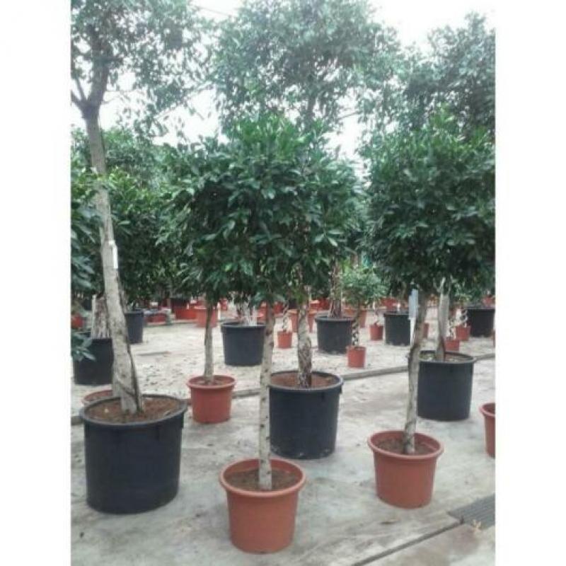 Ficus 'nitida' 515-525cm art25778