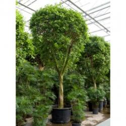 Ficus 'nitida' 515-525cm art25778