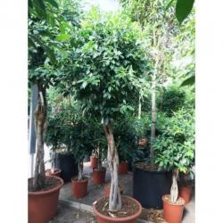 Ficus 'nitida' 515-525cm art25778