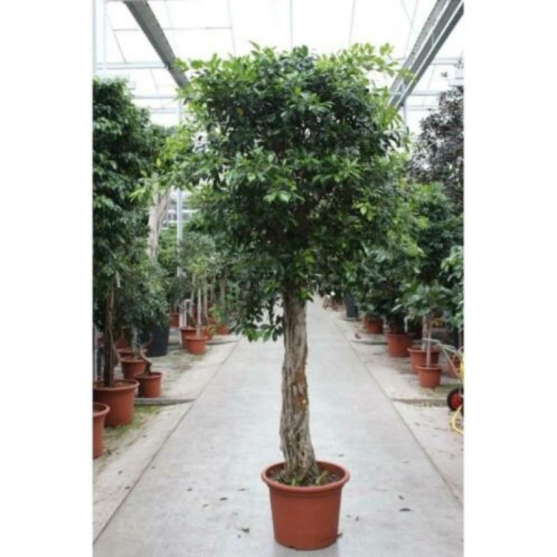 Ficus 'nitida' 515-525cm art25778