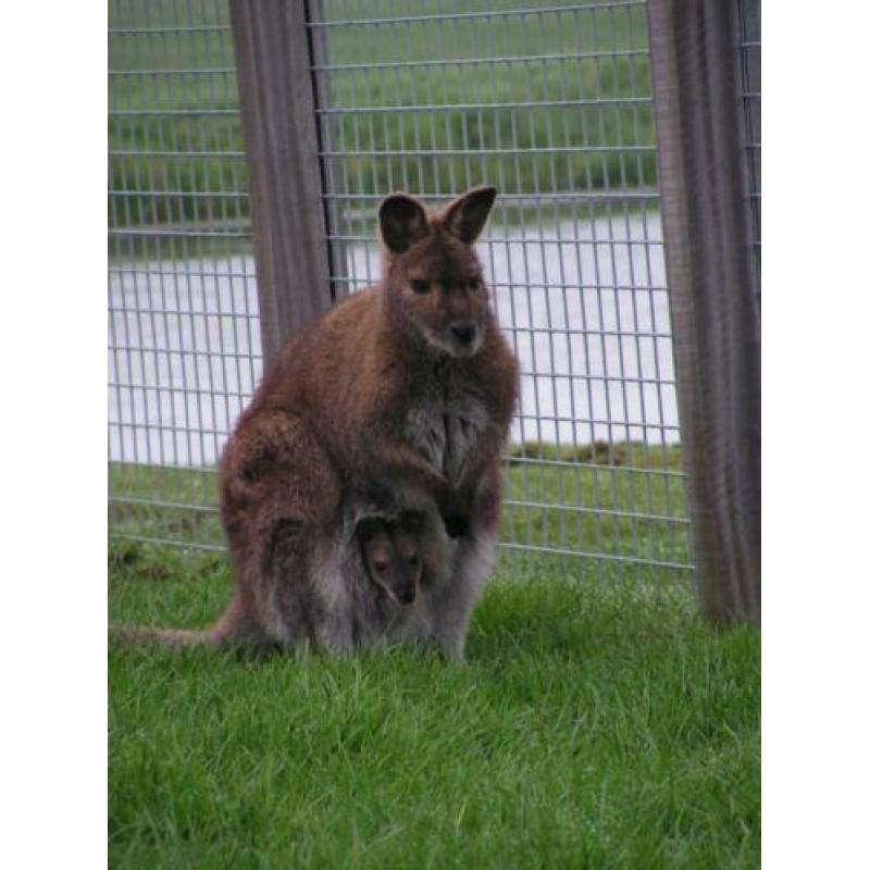 Gevraagd: Bennet wallaby / walibie, kangoeroe