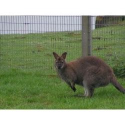 Gevraagd: Bennet wallaby / walibie, kangoeroe