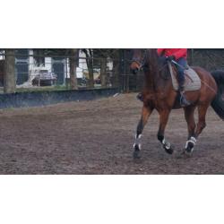 Verzorgpony/paard gezocht verzorger/bijrijder aangeboden