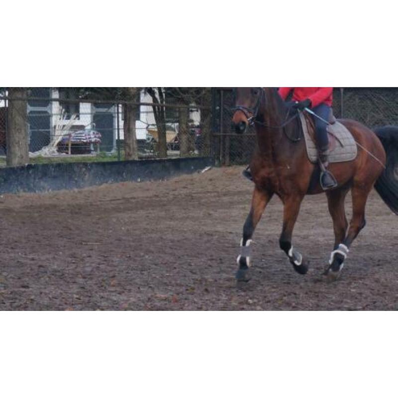 Verzorgpony/paard gezocht verzorger/bijrijder aangeboden