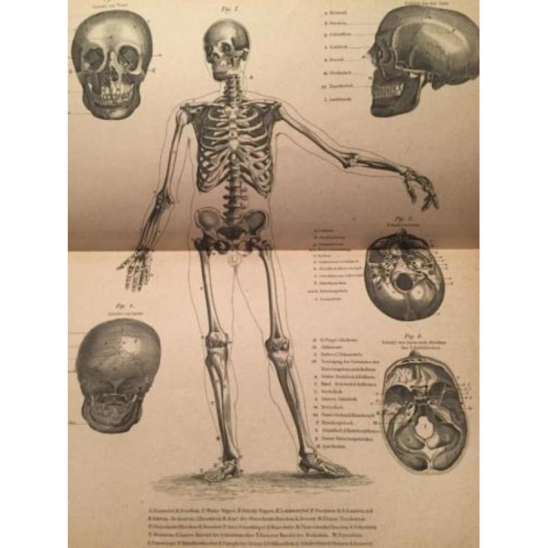 Prenten atlas Meyers Konversations-Lexikon 1871 anatomie