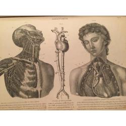 Prenten atlas Meyers Konversations-Lexikon 1871 anatomie