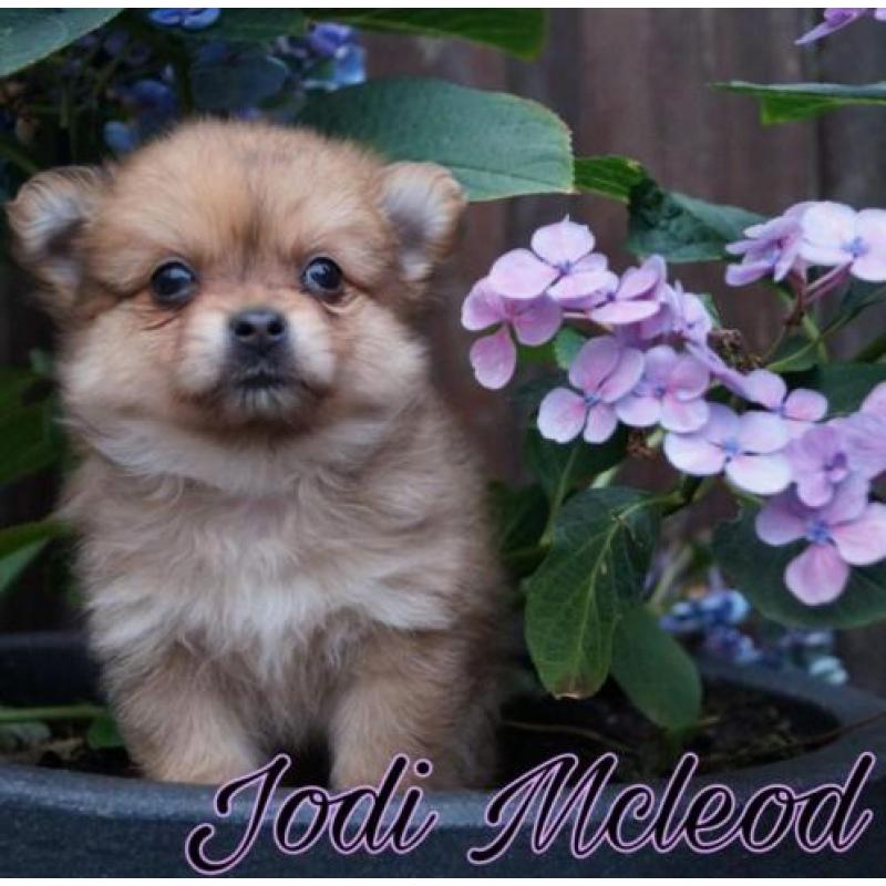 Hele mooie pomchi pups nog 1 merle meisje