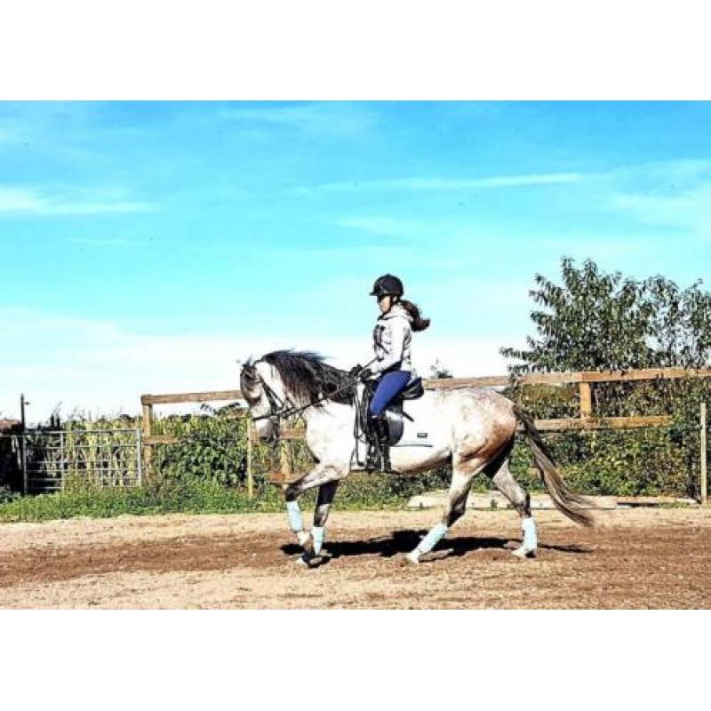 Knappe 6 jarige Andalusier