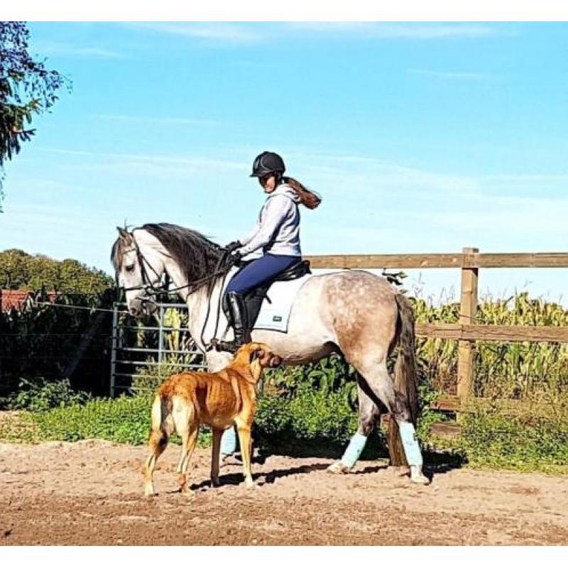 Knappe 6 jarige Andalusier