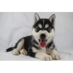 Siberische husky - 100% Belgische hondjes