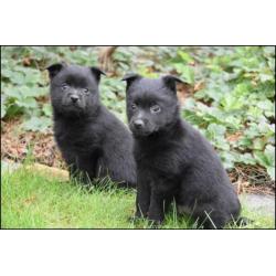 Schipperke pups