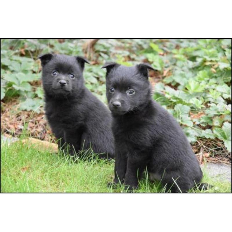 Schipperke pups