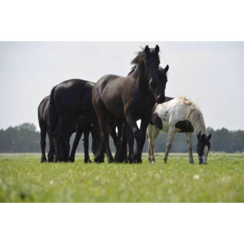 Twee friese jaarling merries vol papier + 3 jarige hengst