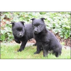 Schipperke pups