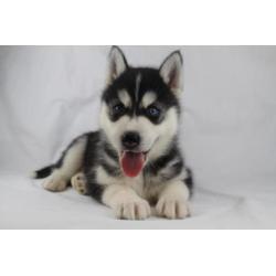 Siberische husky - 100% Belgische hondjes