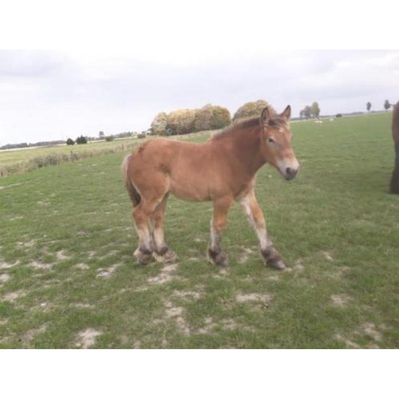 Belgisch trekpaarden NIEUWE FOTO'S