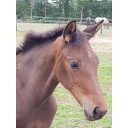 Merrie veulen van expression uit landsvrouwe stam