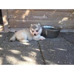 Pomsky pups f2 en F1