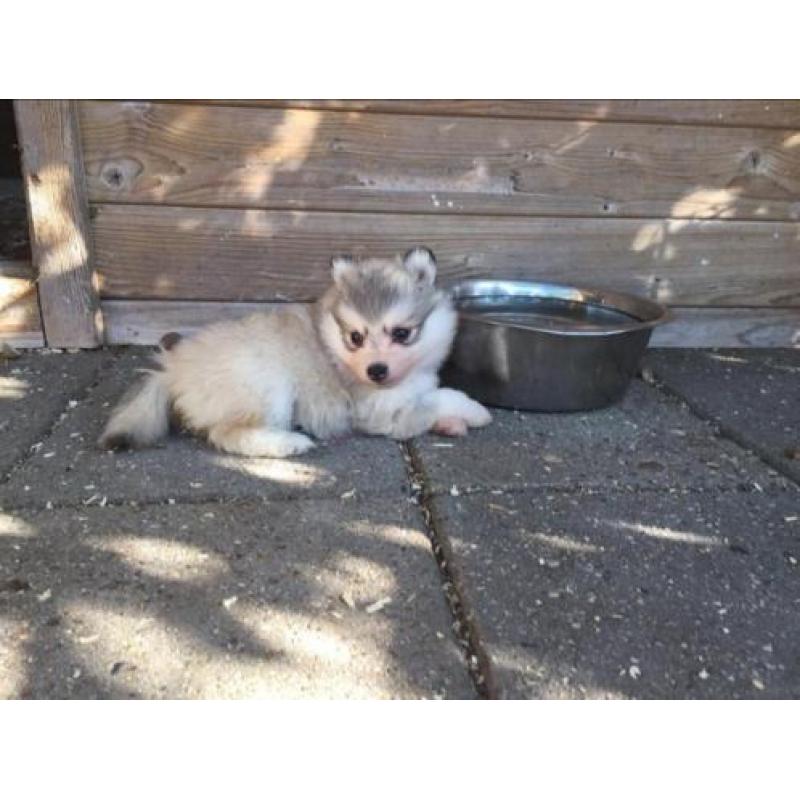 Pomsky pups f2 en F1