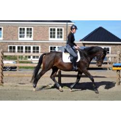 Hele brave en lieve merrie, leerpaard, recreatie paard