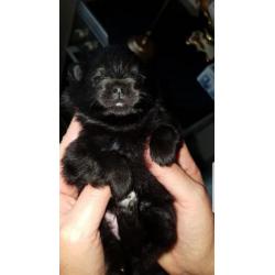 Mini Pomeriaan pups teefje en reu ouders 1800 gram