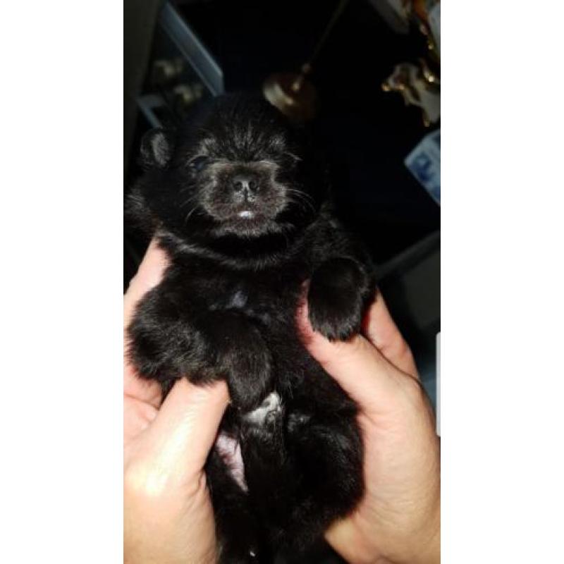 Mini Pomeriaan pups teefje en reu ouders 1800 gram