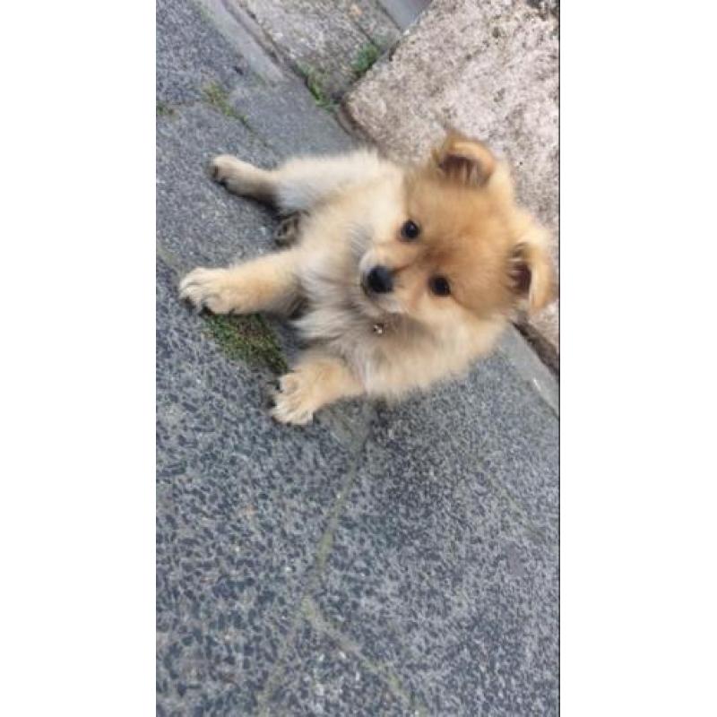 Keeshond pup