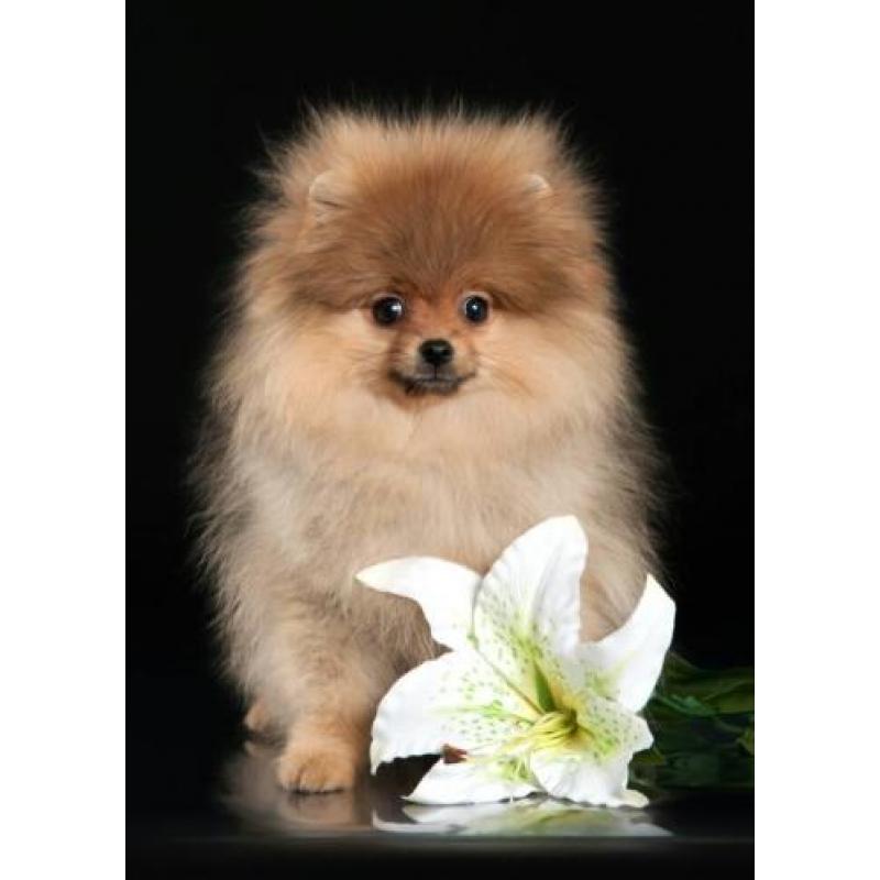 Zeer mooi Teefje Pomeranian/Pomeriaan/Dwergkeesje/FCI