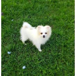 Pomeranian baby ter adoptie