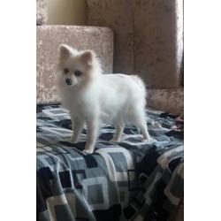 Pomeranian baby ter adoptie