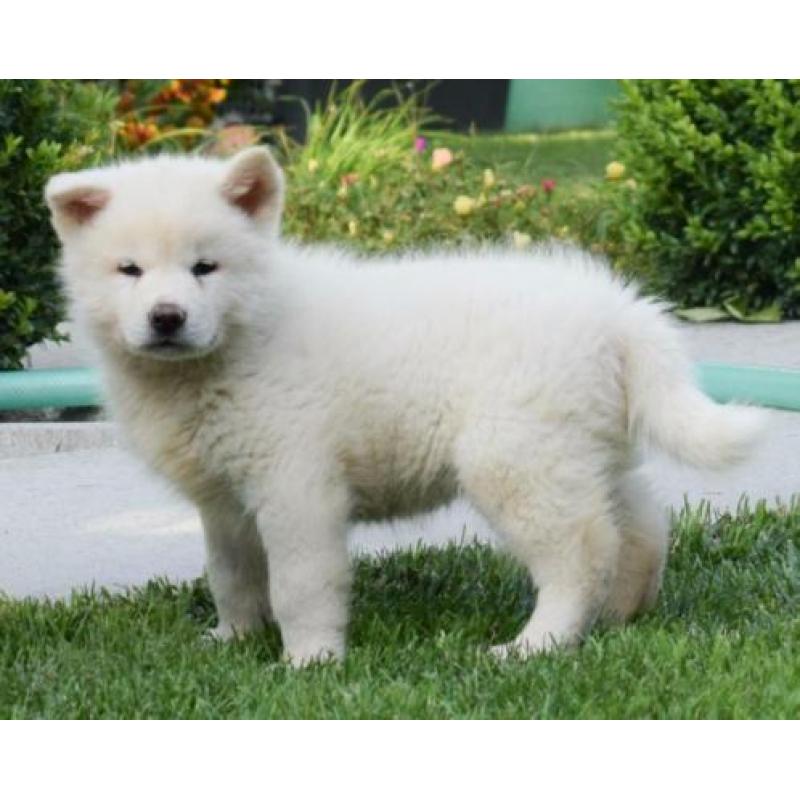 Akita Inu pups te koop - wit