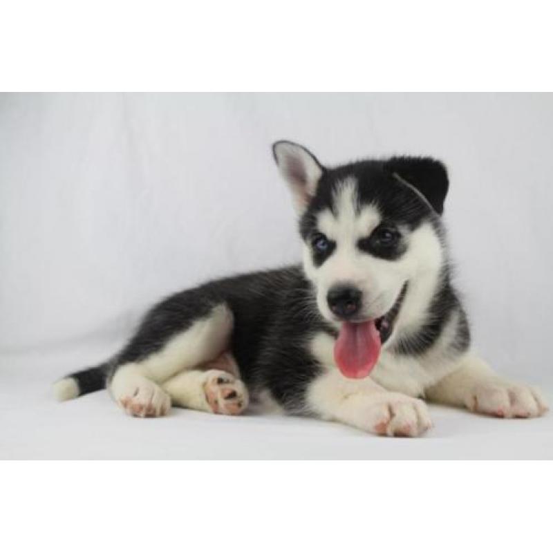 Siberische husky - 100% Belgische hondjes