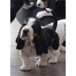 engelse basset hound pups