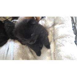 Dwergkees (pomeranian) x kleinkees pups