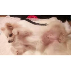 Pomeranian baby ter adoptie