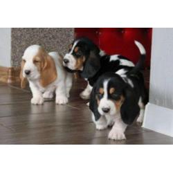 engelse basset hound pups