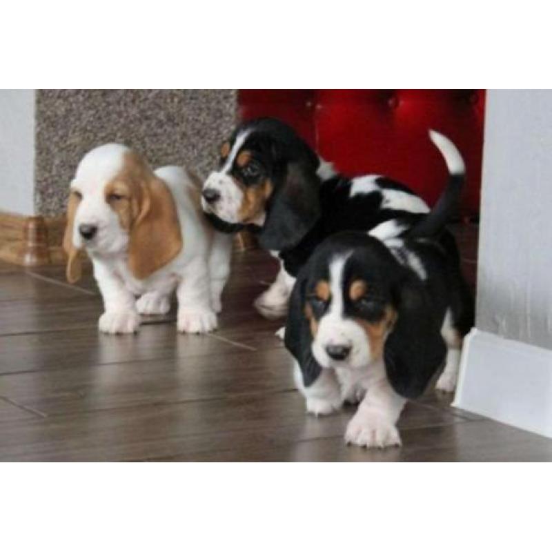 engelse basset hound pups