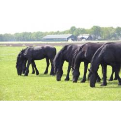 Twee friese jaarling merries vol papier + 3 jarige hengst