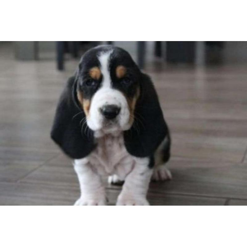 engelse basset hound pups