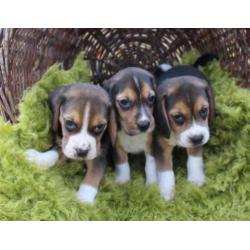 beagle pups