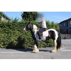 Lola - Prachtige Tinker merrie Irish Cob 9 jaar