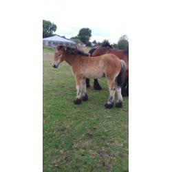 Belgisch trekpaarden NIEUWE FOTO'S