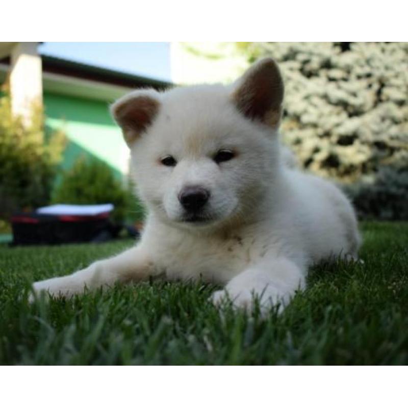 Akita Inu pups te koop - wit