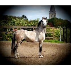 Knappe 6 jarige Andalusier