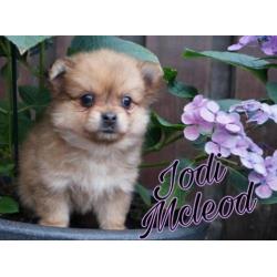 Hele mooie pomchi pups nog 1 merle meisje