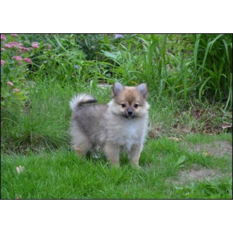 Keeshond pups