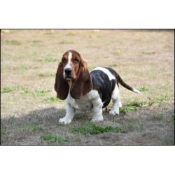 Basset pups