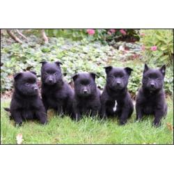 Schipperke pups