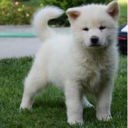 Akita Inu pups te koop - wit