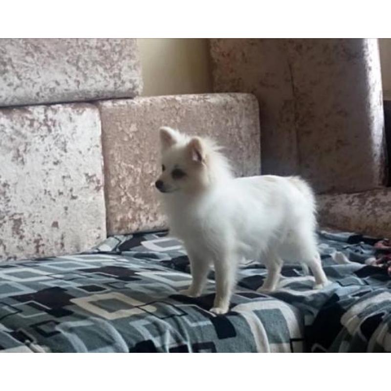 Pomeranian baby ter adoptie